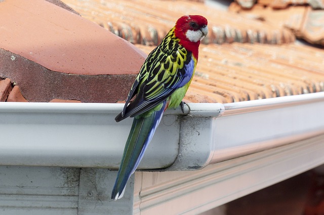 Gutter Cleaning Safety Tips