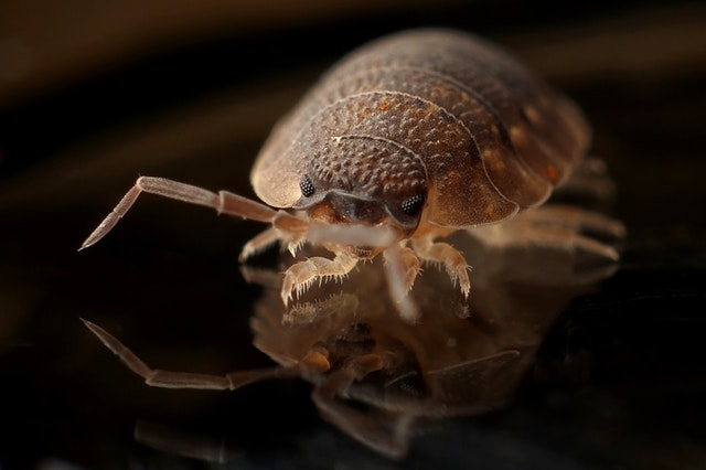 How do Bed Bugs Travel From Room to Room?