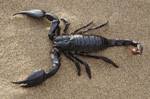 How to Keep Scorpions Out of Your Bed