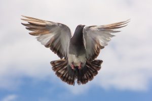 Pigeon Problems Solutions